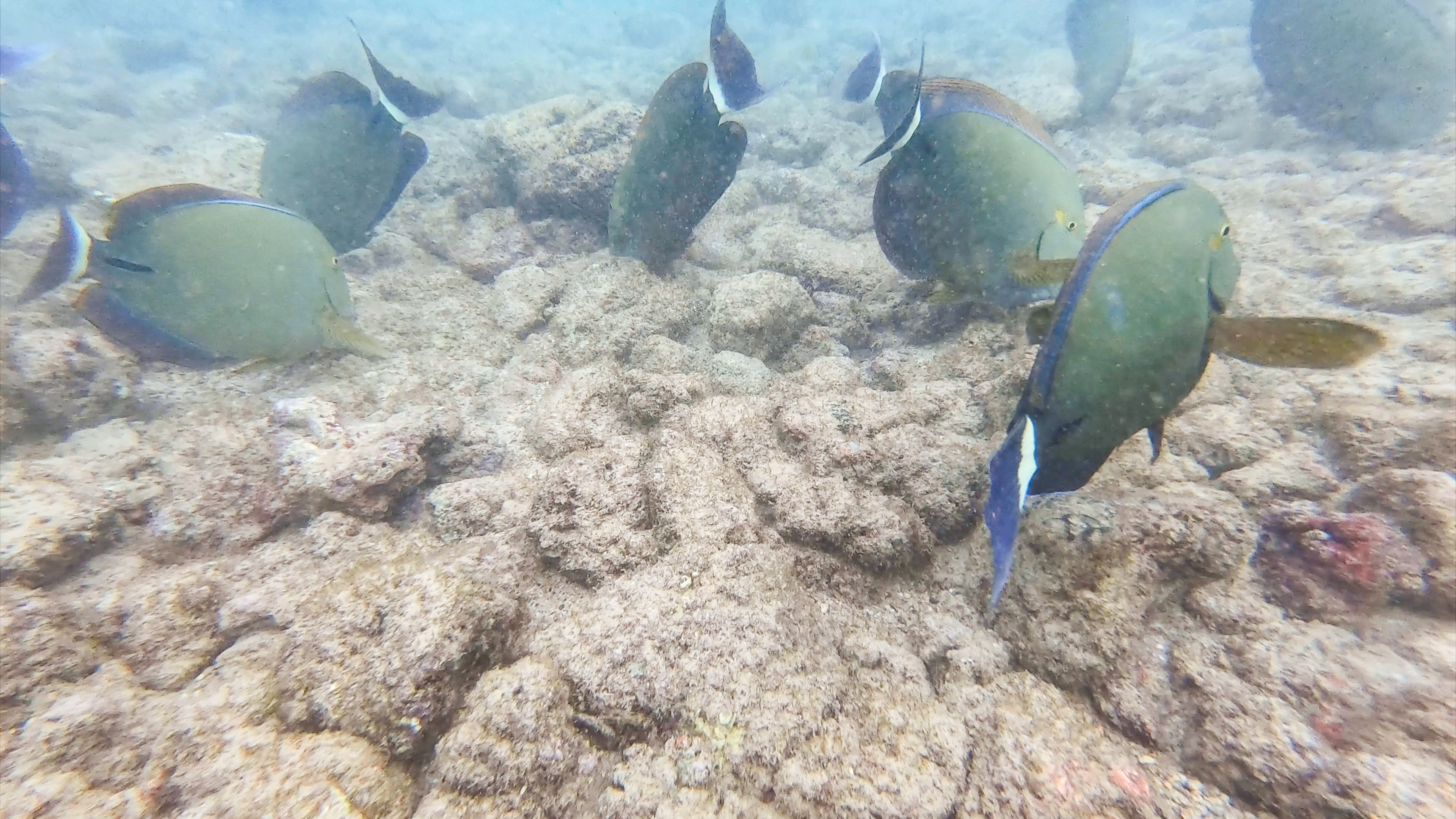 3 Best Snorkeling Spots in Kauai for Beginners - That Adventure Life