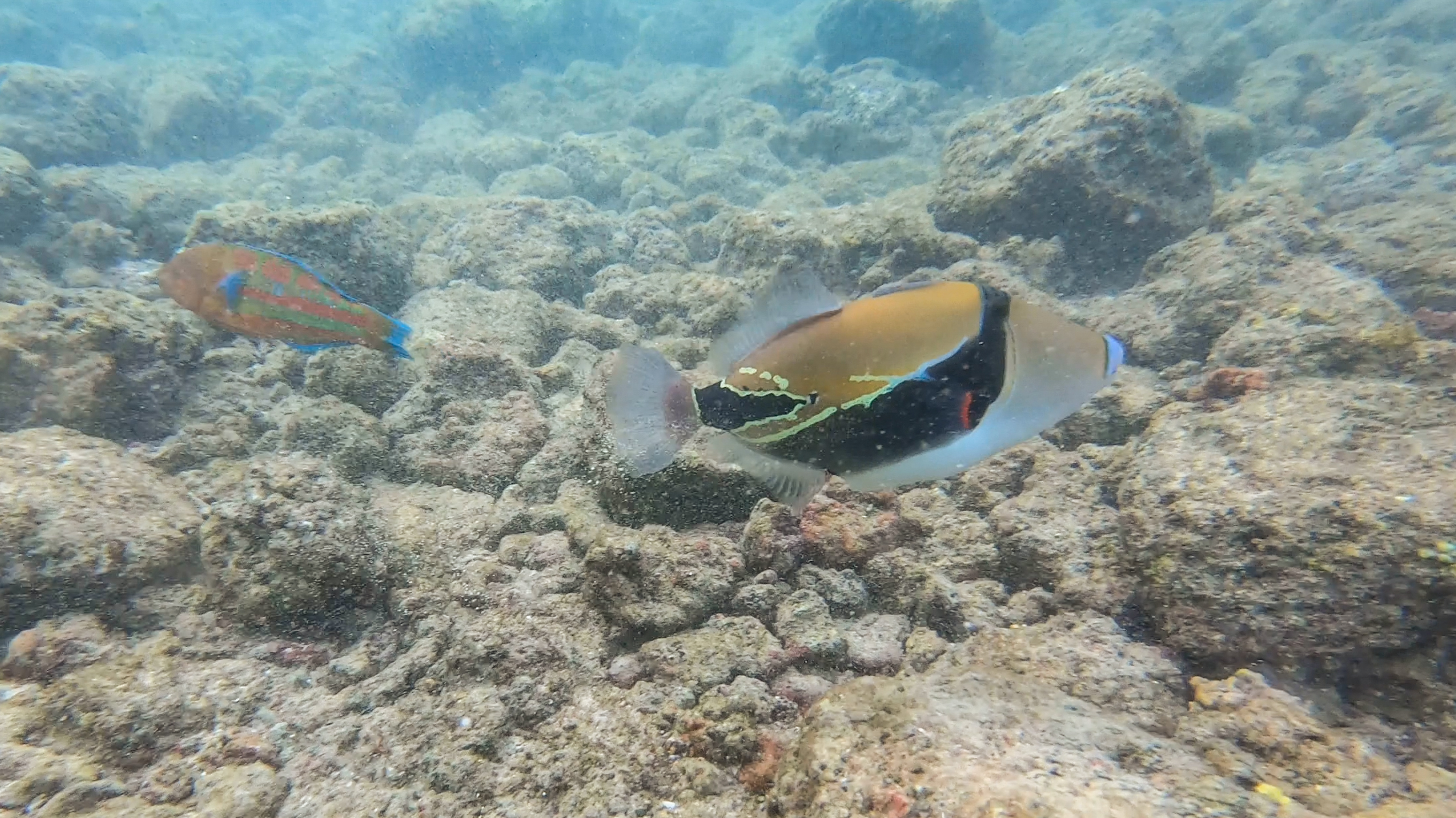 3 Best Snorkeling Spots in Kauai for Beginners - That Adventure Life