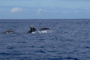 Wild Side Hawaii whale