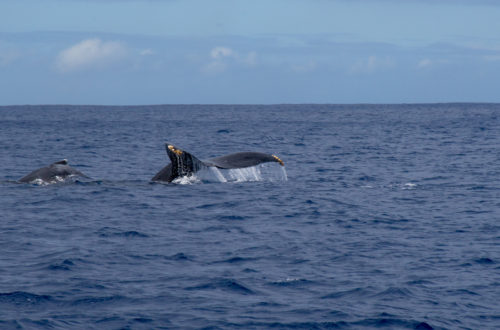 Wild Side Hawaii whale