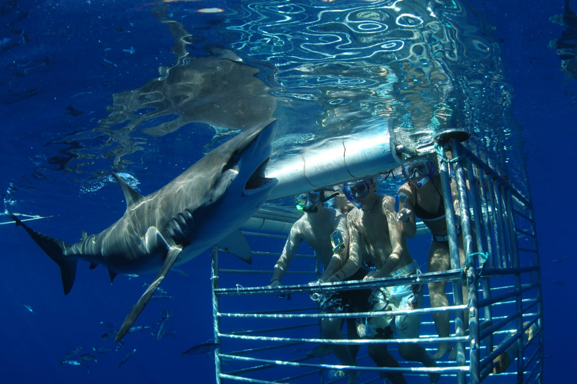 Shark Cage - Hawaii Shark Encounter