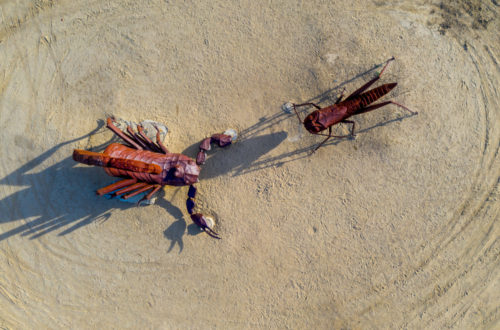 Ricardo Breceda's scorpion and grasshopper sculptures