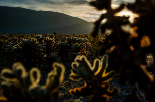 cholla cactus during sunset