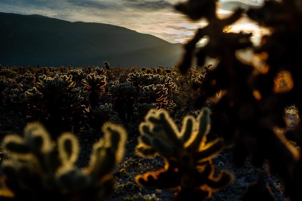 cholla cactus during sunset