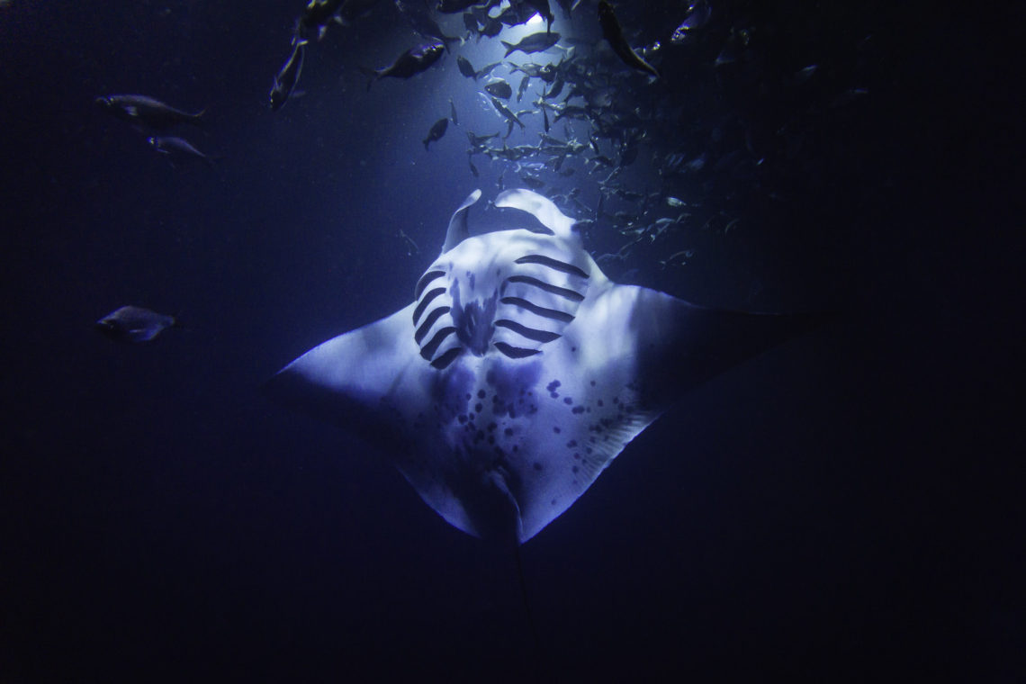 hawaii night dive manta ray
