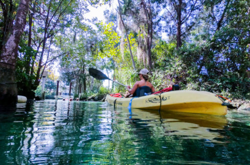 Kayak and Swim with the manatees at Three Sisters Springs, Crystal River, FL