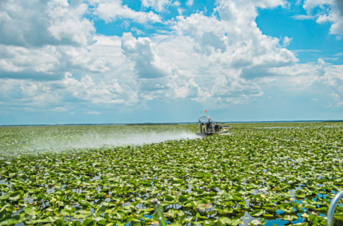 Airboat Ride with Wild Willy's Airboat Ride
