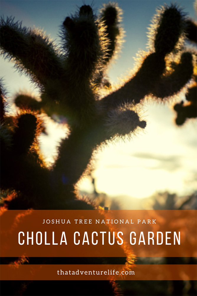 Exploring Cholla Cactus Garden - Joshua Tree, CA Pin 2