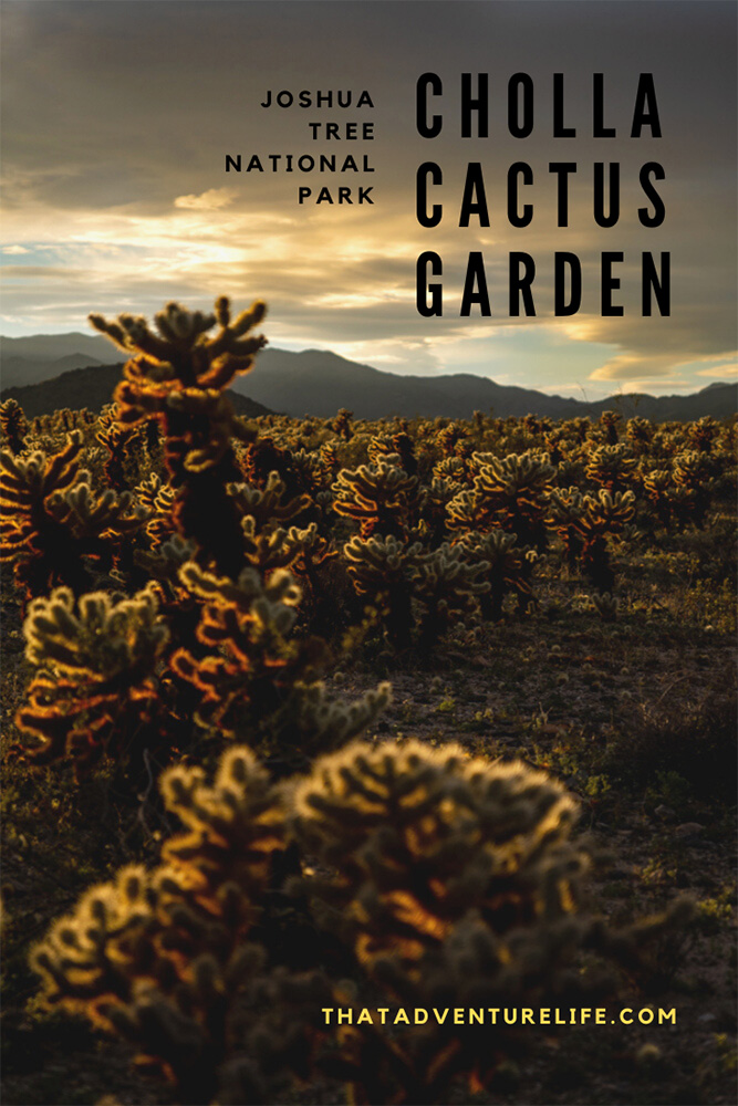 Exploring Cholla Cactus Garden - Joshua Tree, CA Pin 1