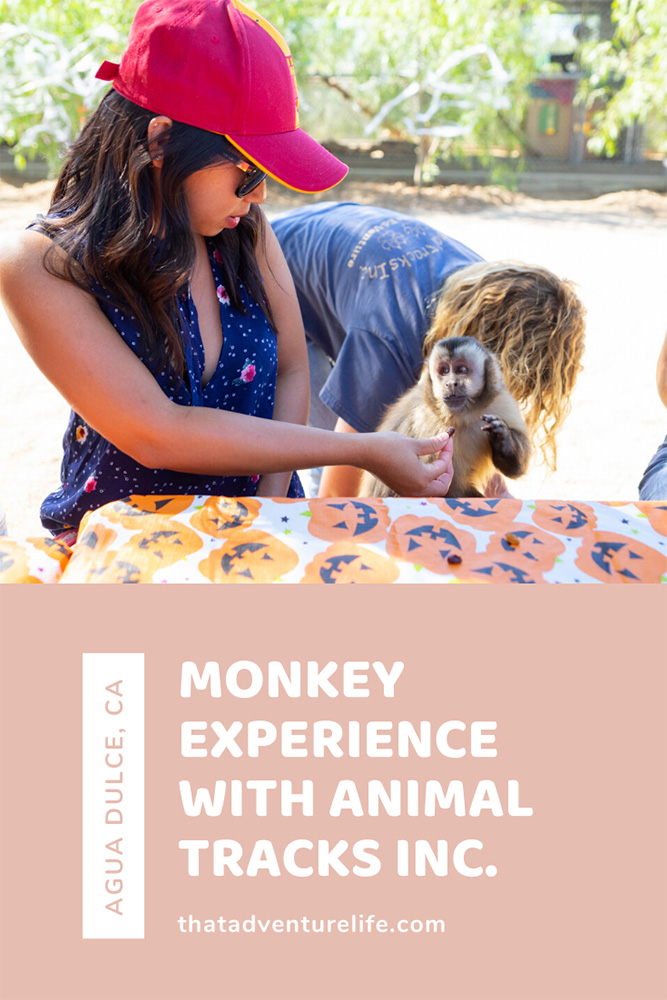 A day with monkeys and their friends at Animal Tracks Inc. in Agua Dulce, CA Pin 1