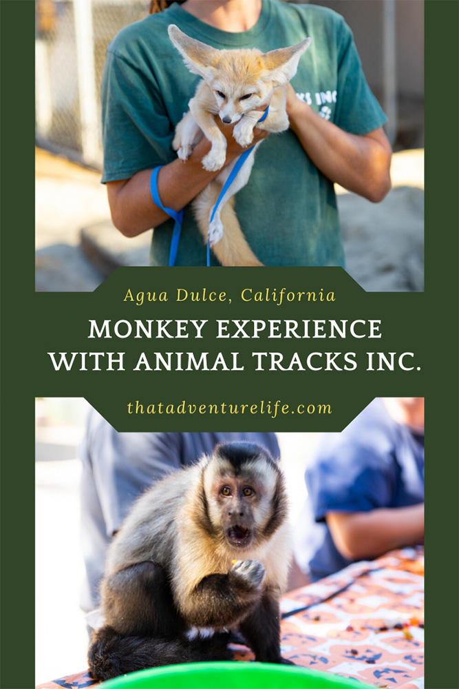 A day with monkeys and their friends at Animal Tracks Inc. in Agua Dulce, CA Pin 2