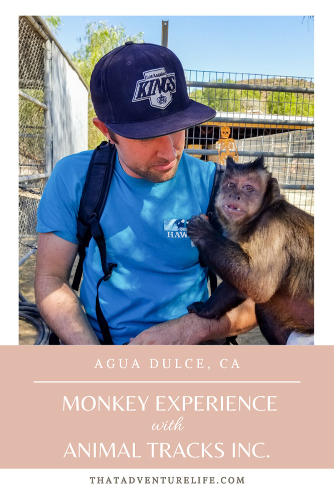 A day with monkeys and their friends at Animal Tracks Inc. in Agua Dulce, CA Pin 3