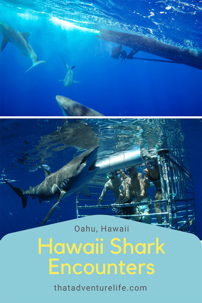Shark Cage Tour with Hawaii Shark Encounters on North Shore, Oahu Pin 2