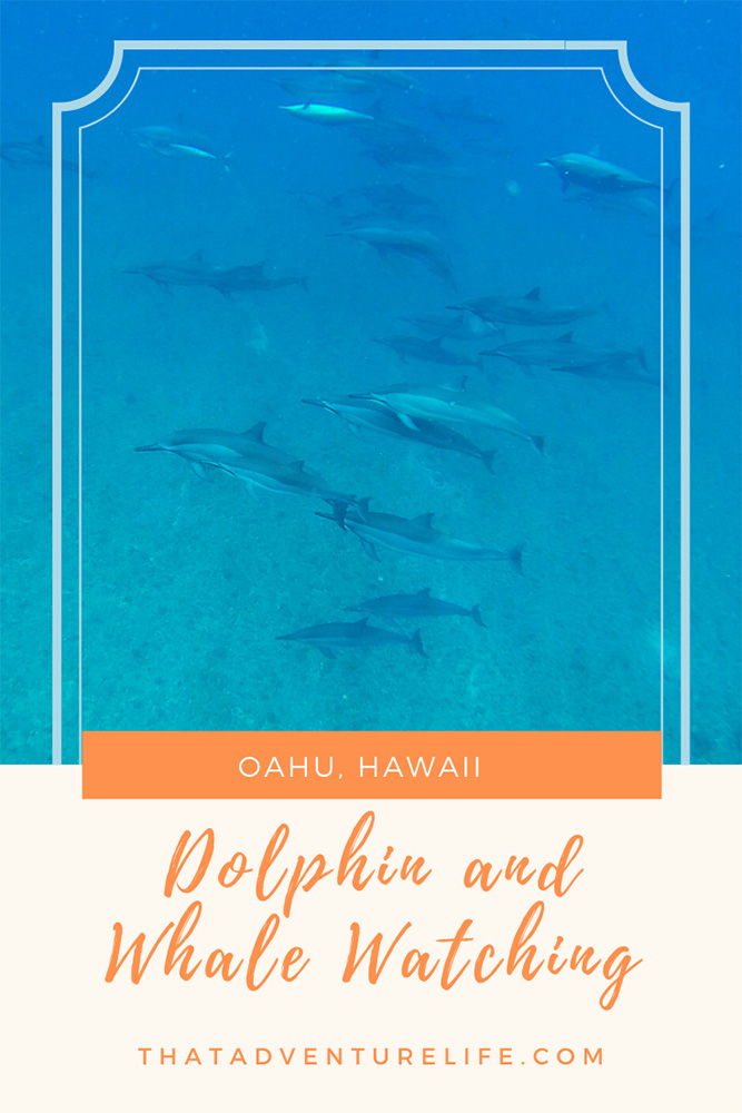 Dolphin and Whale Watching with Wild Side Specialty Tour, Oahu, HI Pin 2