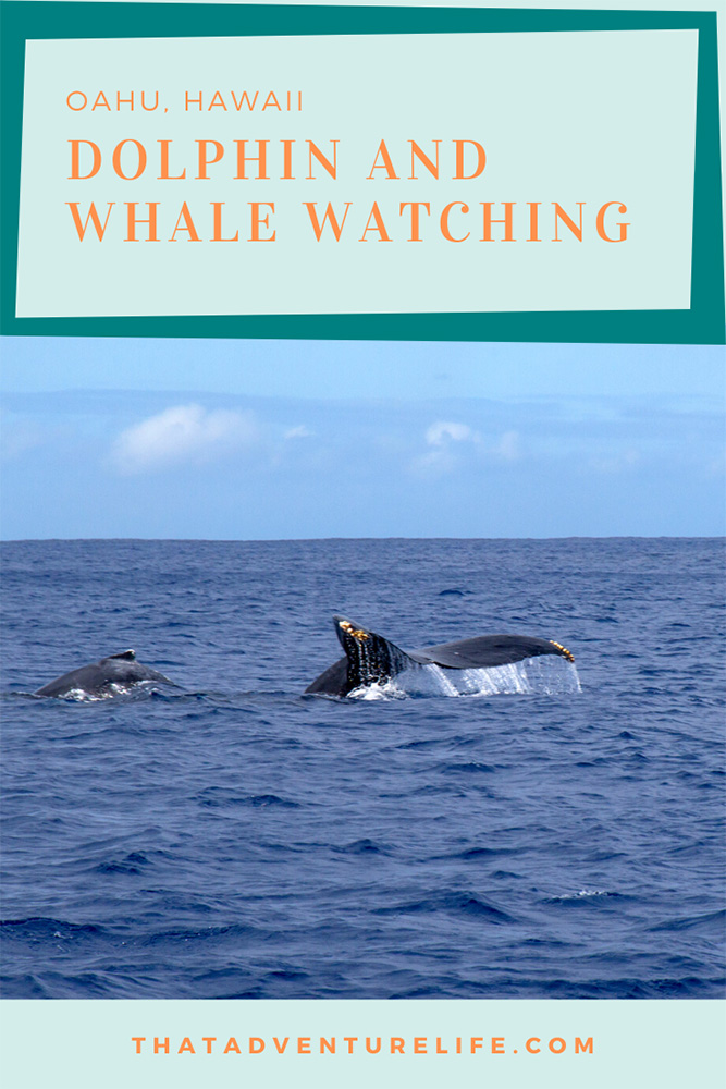 Dolphin and Whale Watching with Wild Side Specialty Tour, Oahu, HI Pin 1
