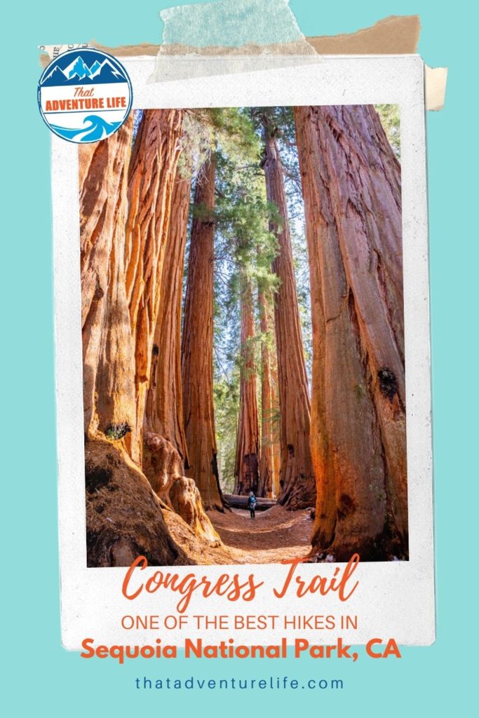Congress Trail, one of the best hikes in Sequoia National Park, CA