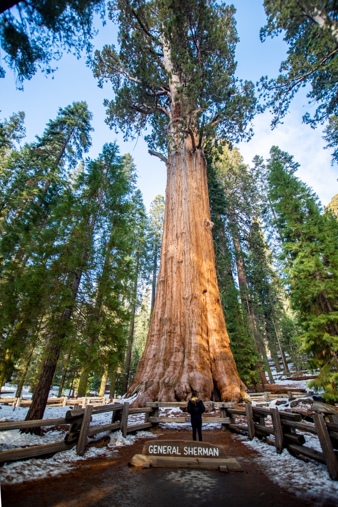 General Sherman in the Winter in Sequoia National Park