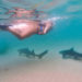 Swim With Leopard Sharks in La Jolla