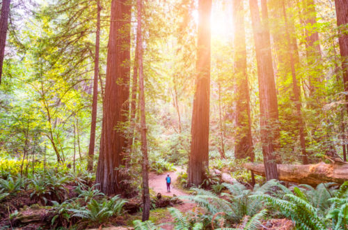 How to Visit Tall Trees Grove Trail in Redwood NP
