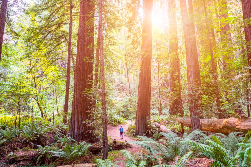 How to Visit Tall Trees Grove Trail in Redwood NP