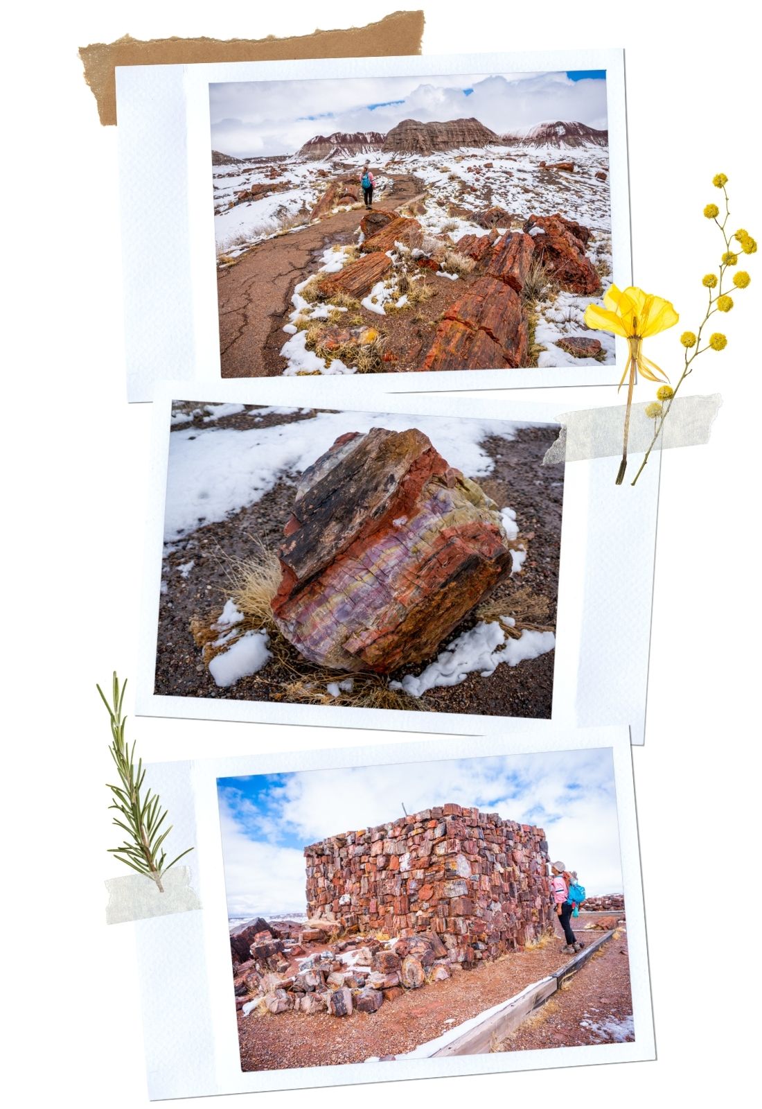 Petrified Forest National Park: Long Logs and Agate House