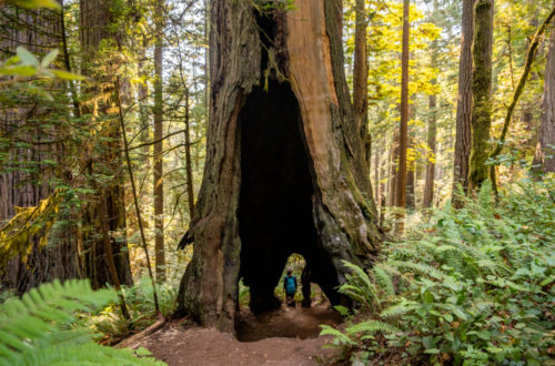 Lady Bird Johnson Grove, an Easy Hike to the Beautiful Redwoods