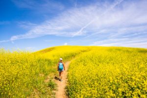 Where to See Wildflowers in Southern California this Spring, Chino Hills State Park