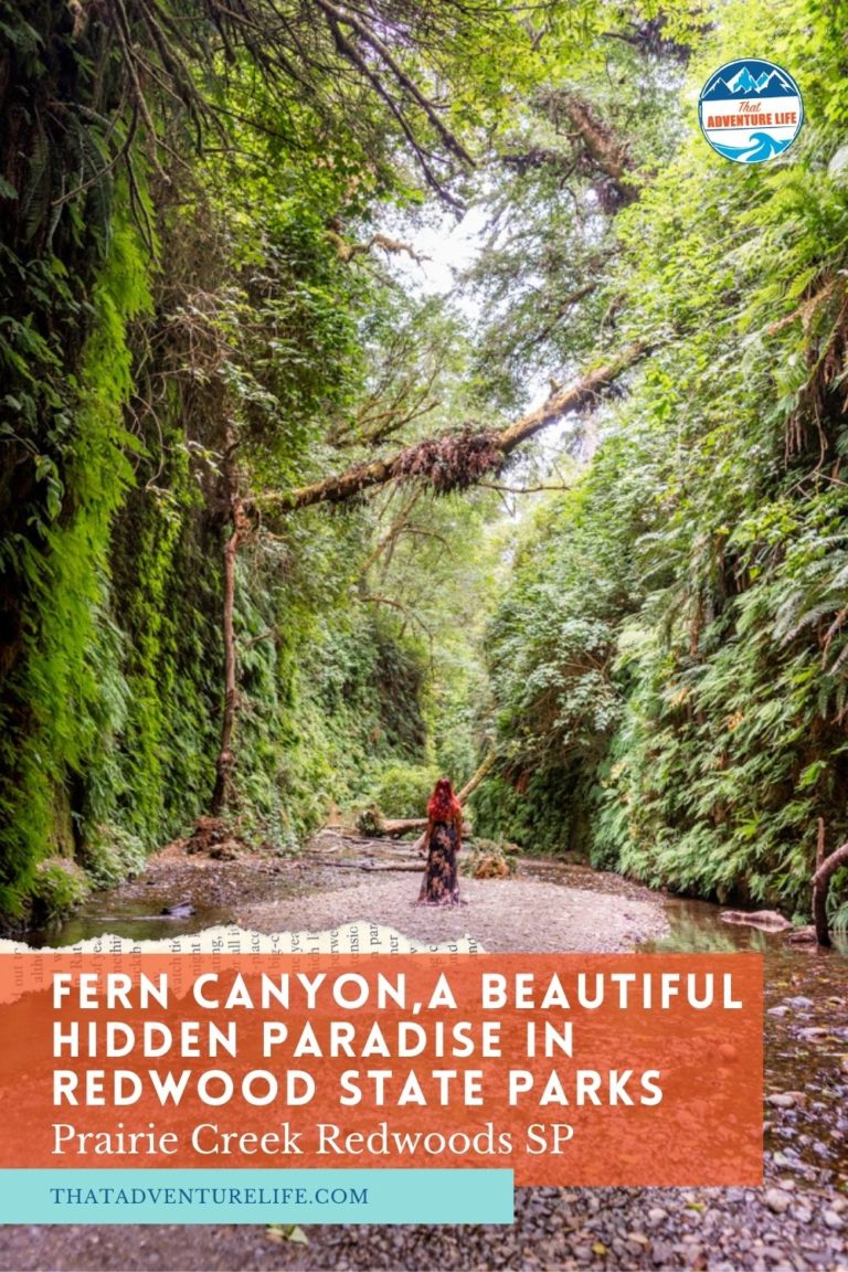 Fern Canyon, a Beautiful Hidden Paradise in Redwood State Parks Pin 1