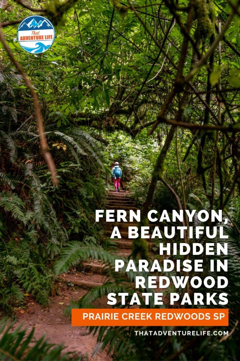 Fern Canyon, a Beautiful Hidden Paradise in Redwood State Parks Pin 2
