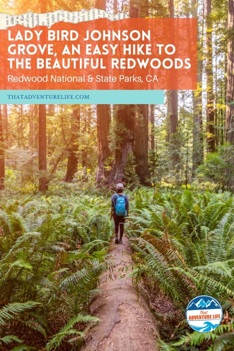 Lady Bird Johnson Grove, an Easy Hike to the Beautiful Redwoods Pin 1