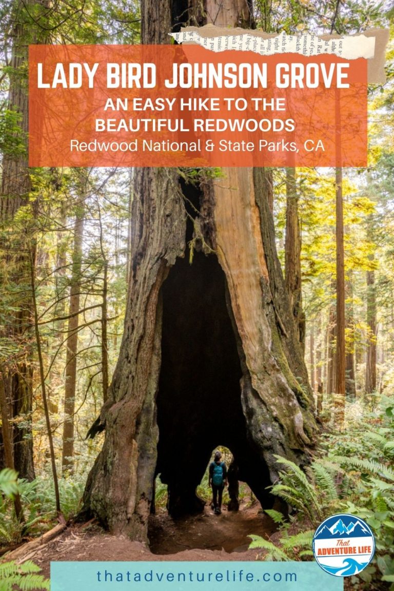 Lady Bird Johnson Grove, an Easy Hike to the Beautiful Redwoods Pin 3
