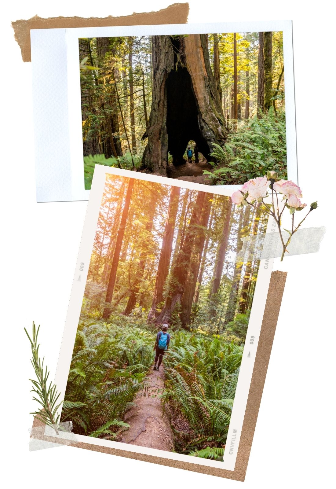 Redwood National Park: Lady Bird Johnson Grove Trail