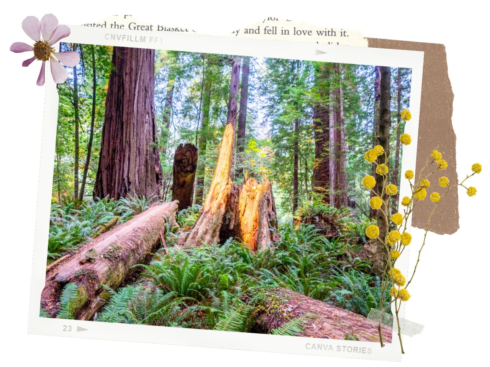 Redwood National Park: Mill Creek Campground: Where is Hyperion?