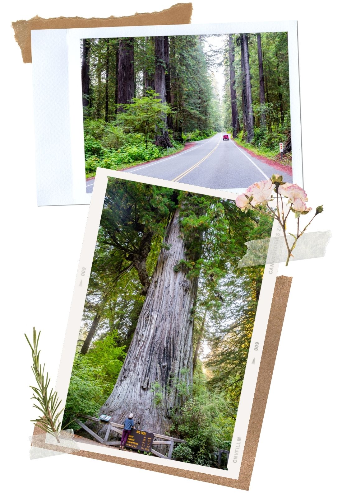 Redwood National Park: Newton B. Dury Scenic Drive