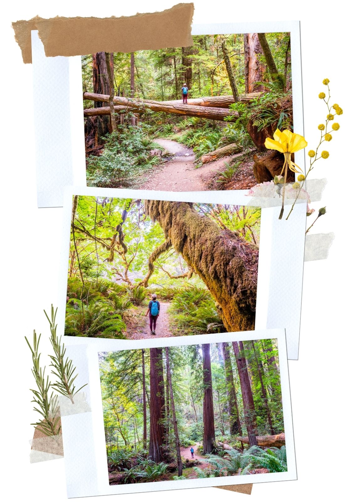 Redwood National Park: Tall Trees Grove Trail