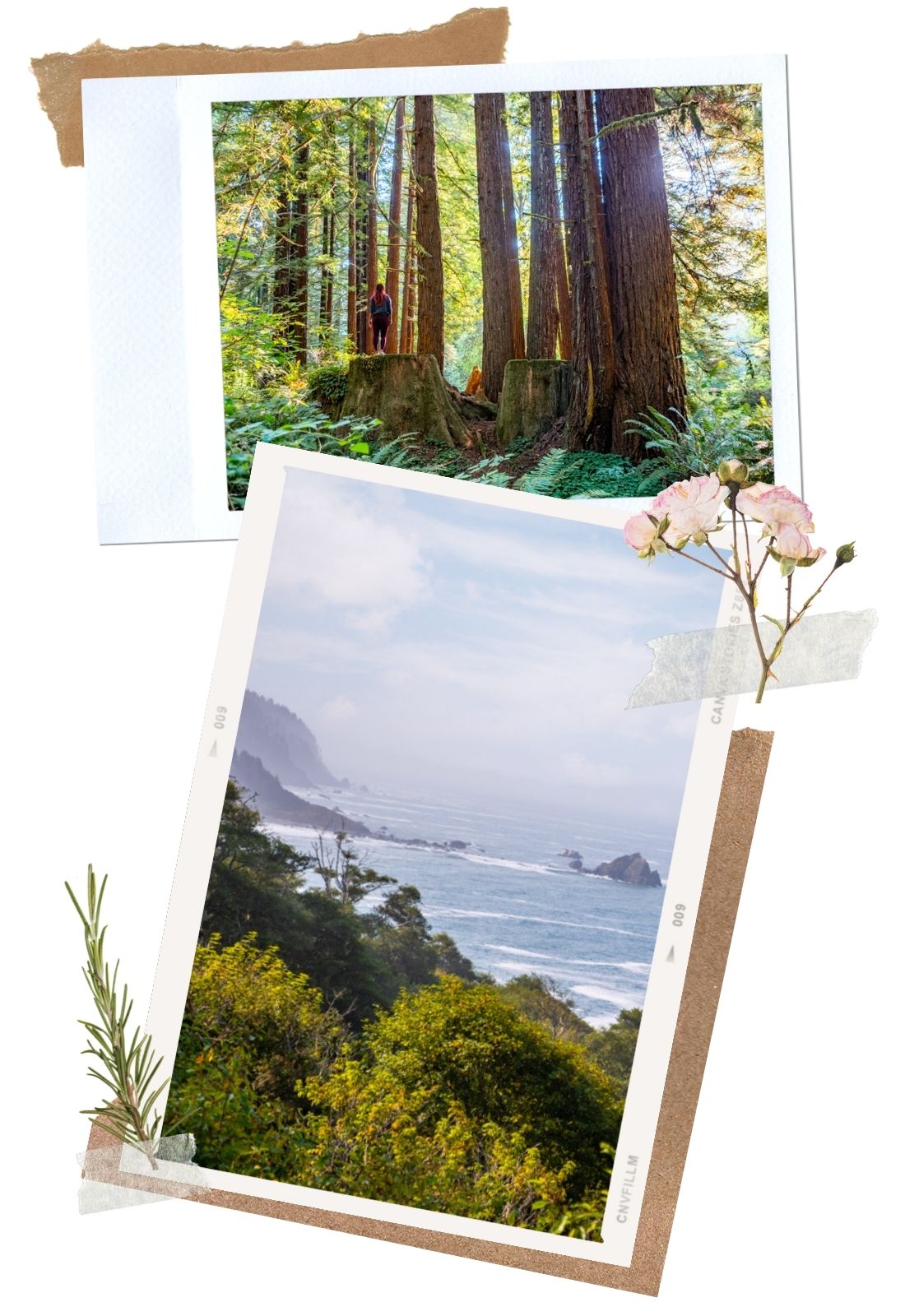 Redwood National Park: Redwood vs. Sequoia