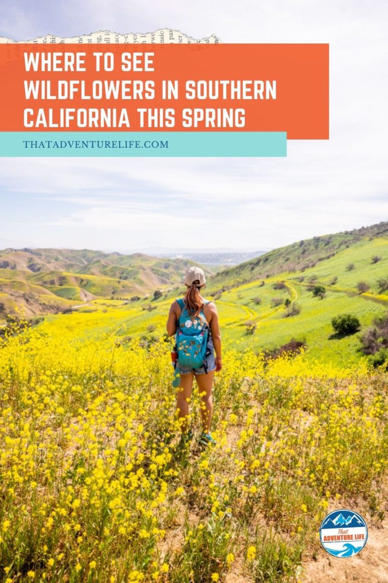 Where to See Wildflowers in Southern California this Spring, Chino Hills State Park Pin 1