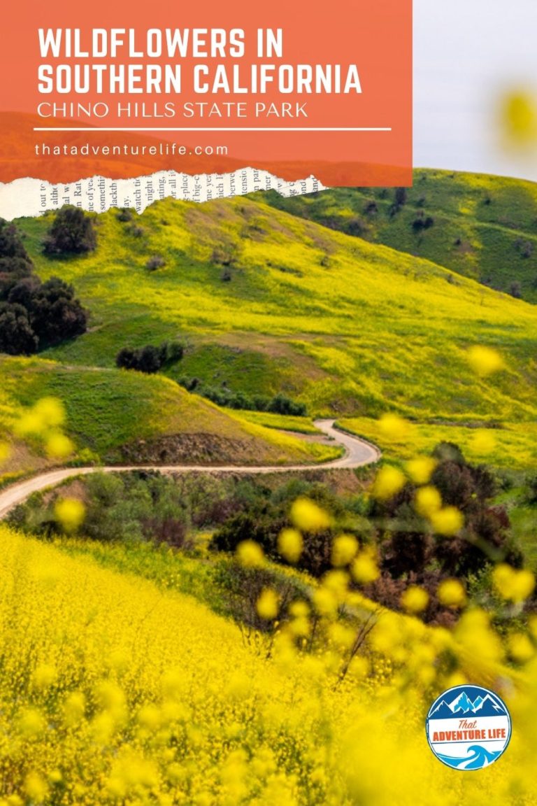 Where to See Wildflowers in Southern California this Spring, Chino Hills State Park Pin 2