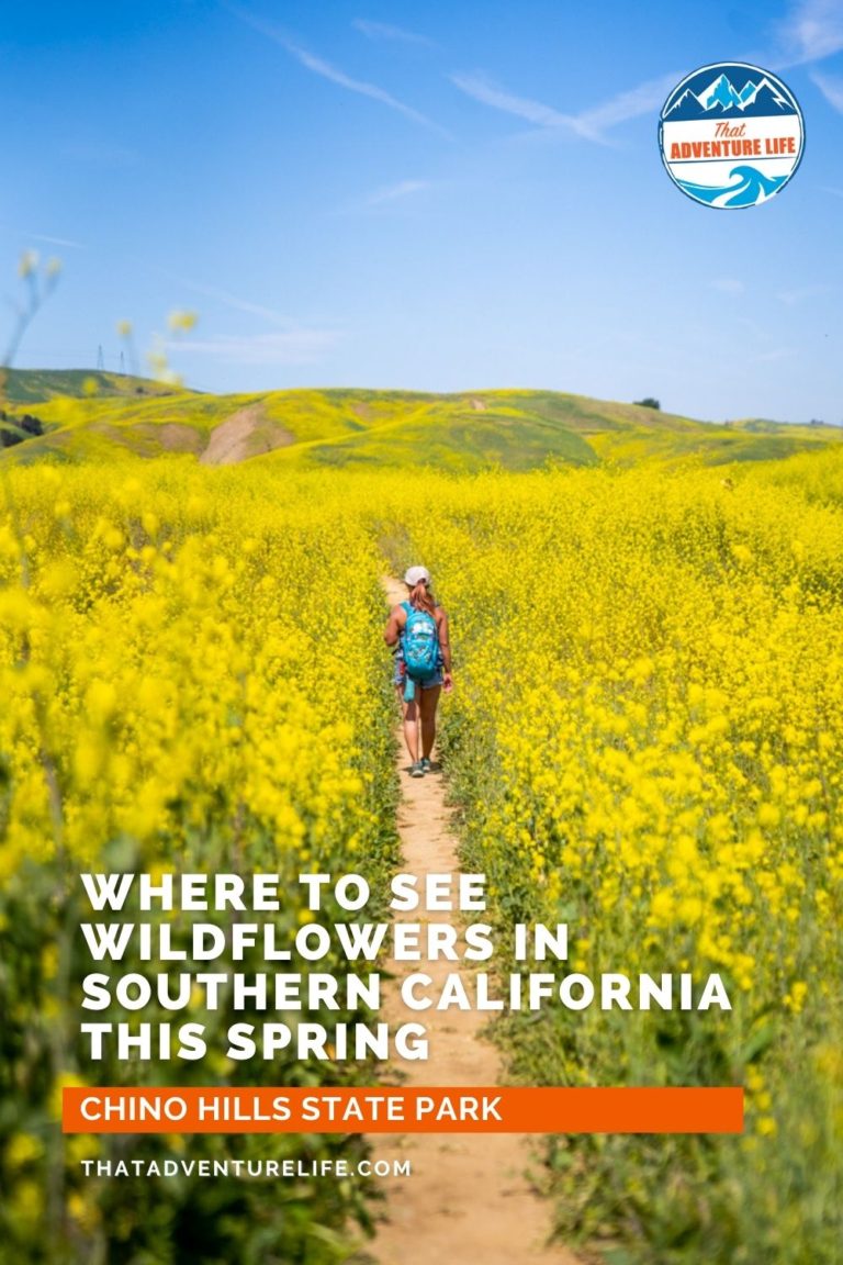 Where to See Wildflowers in Southern California this Spring, Chino Hills State Park Pin 3