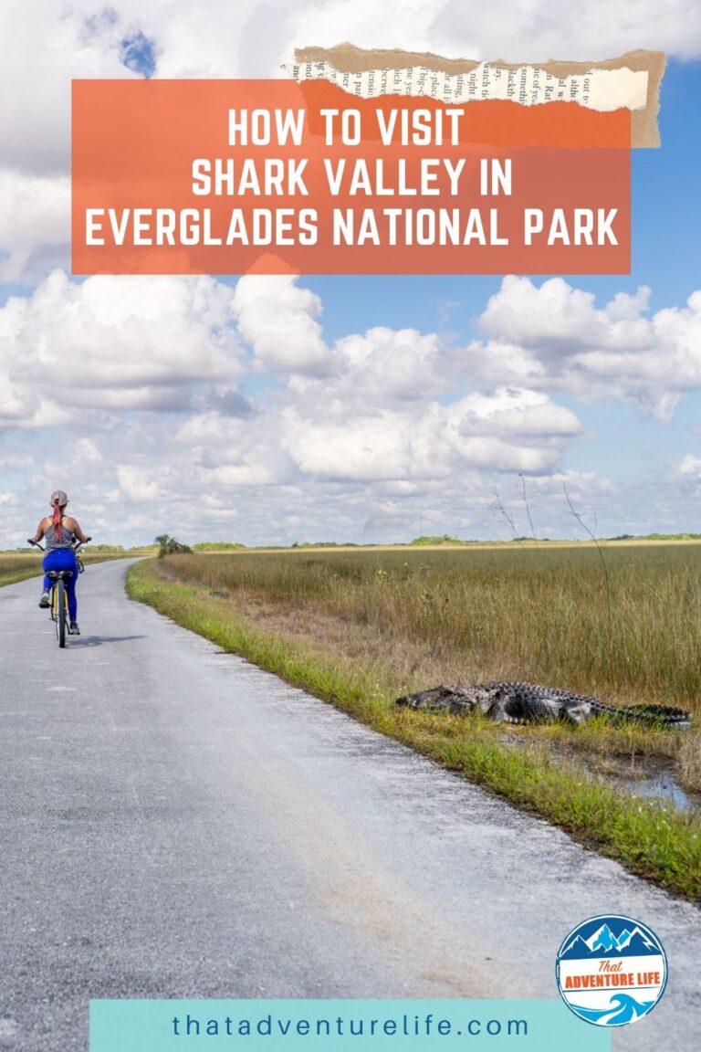 How to Visit Shark Valley in Everglades National Park Pin 2