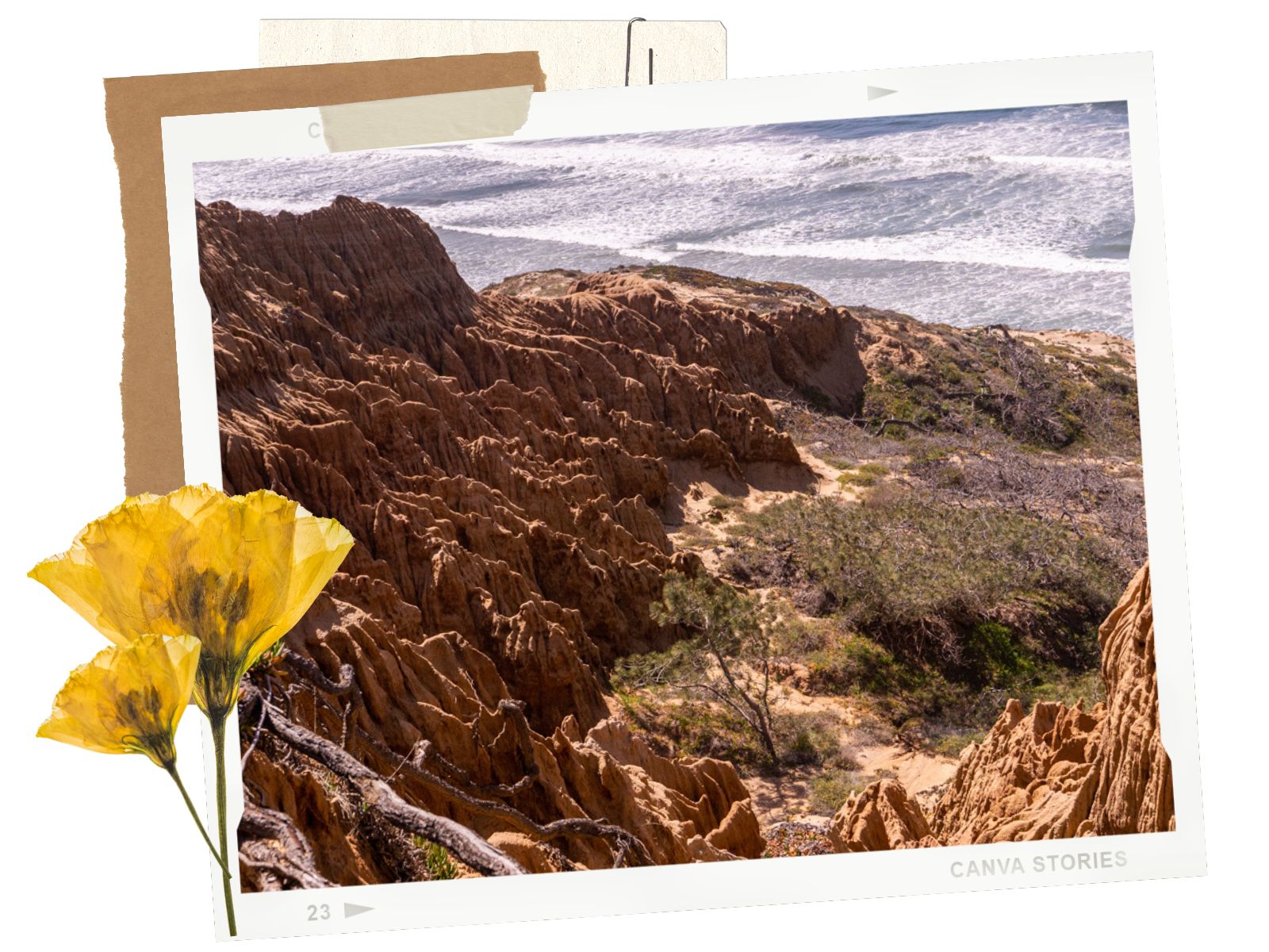 Beautiful cliffsides at Torrey Pines State Natural Reserve | La Jolla, CA