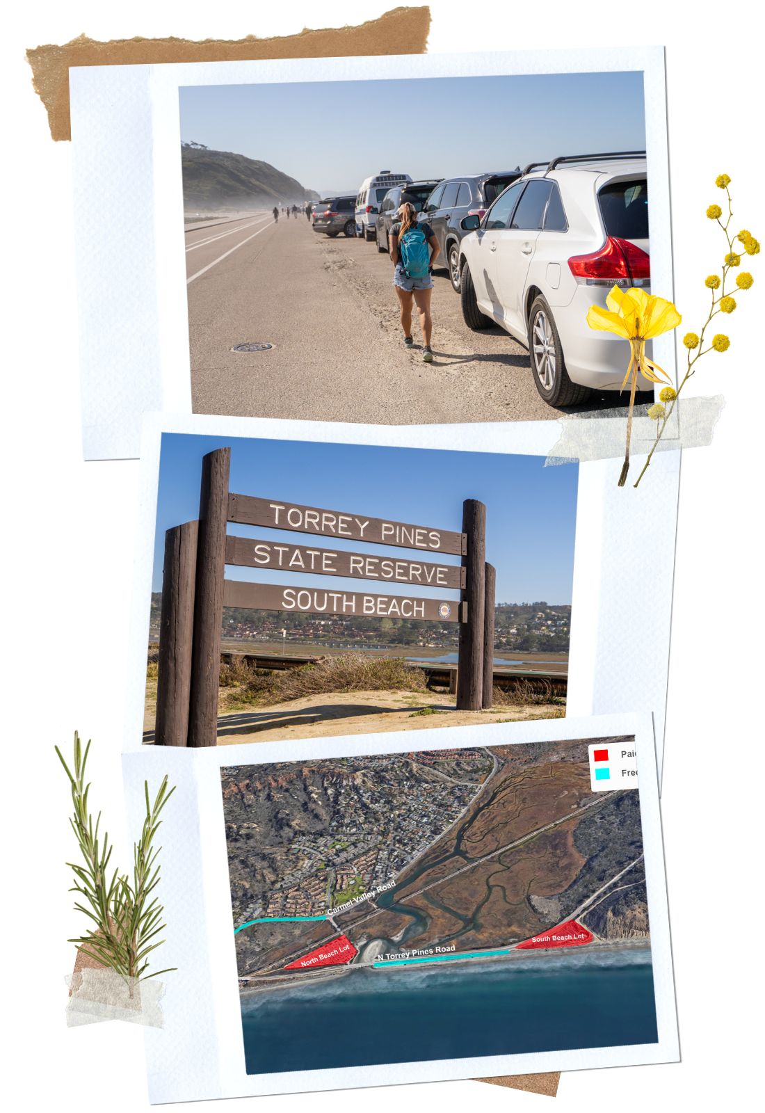 Getting to Torrey Pines State Natural Reserve | La Jolla, CA