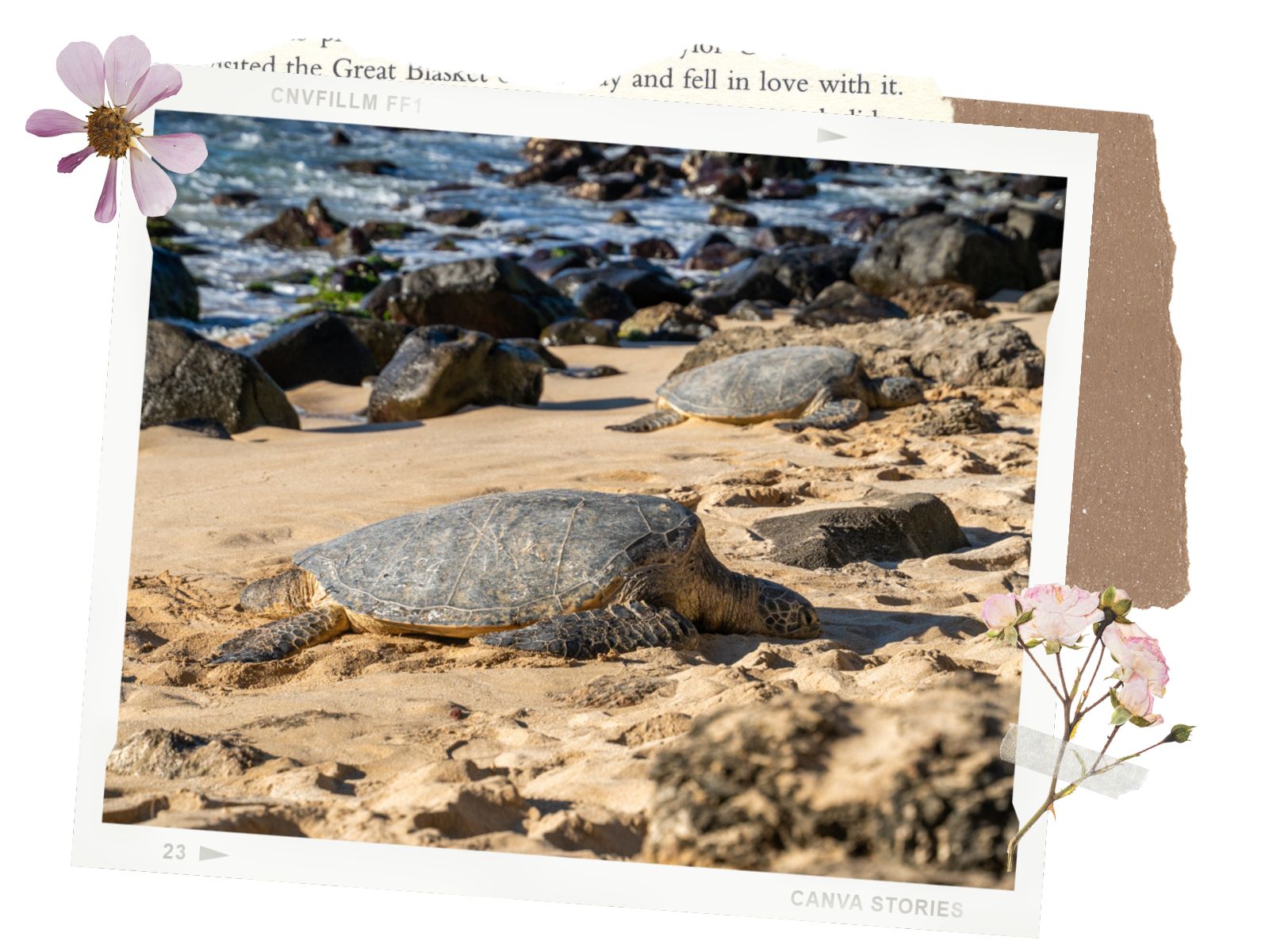 Things to do in North Shore, Oahu: See the Hawaiian Sea Turtles at Laniakea Beach