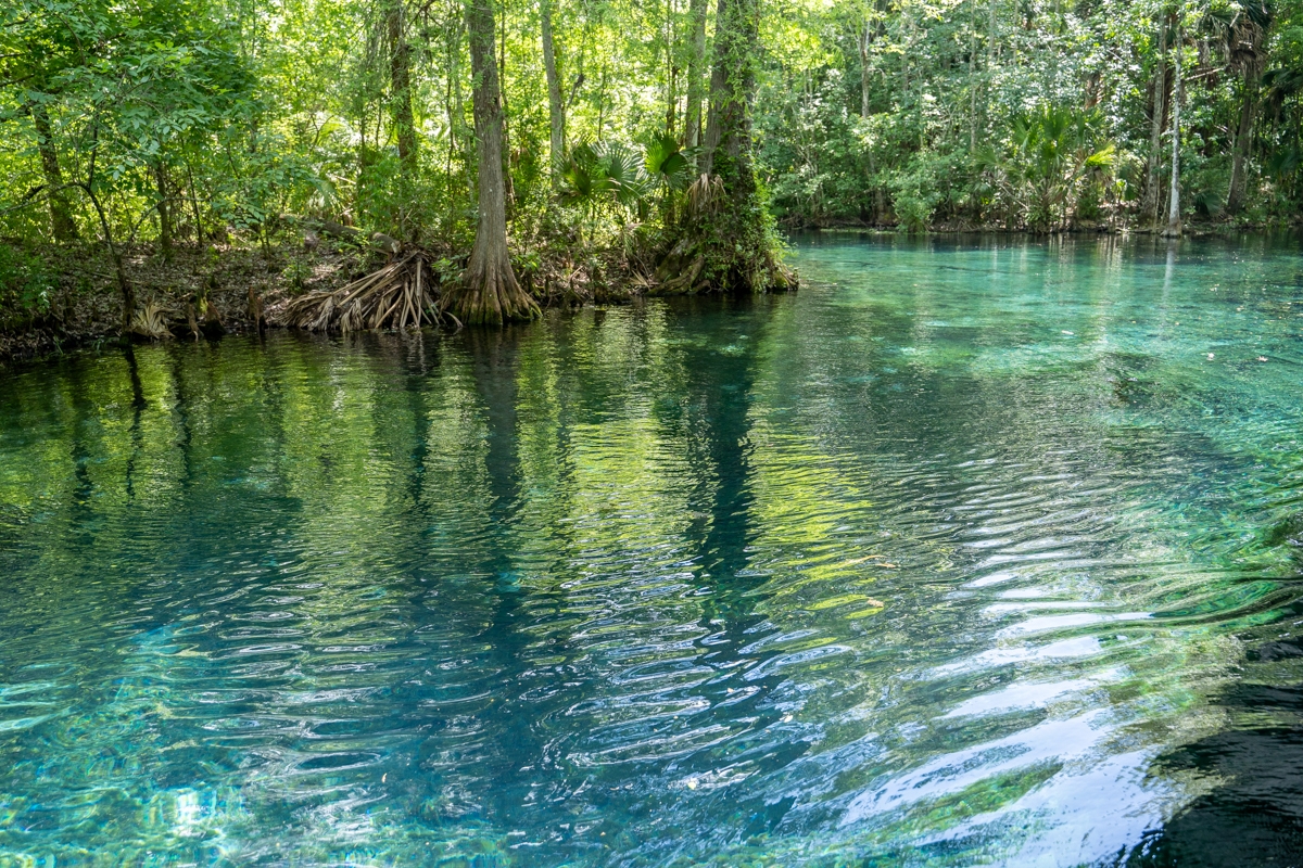 How to Spend Your Day at Silver Springs State Park Florida That