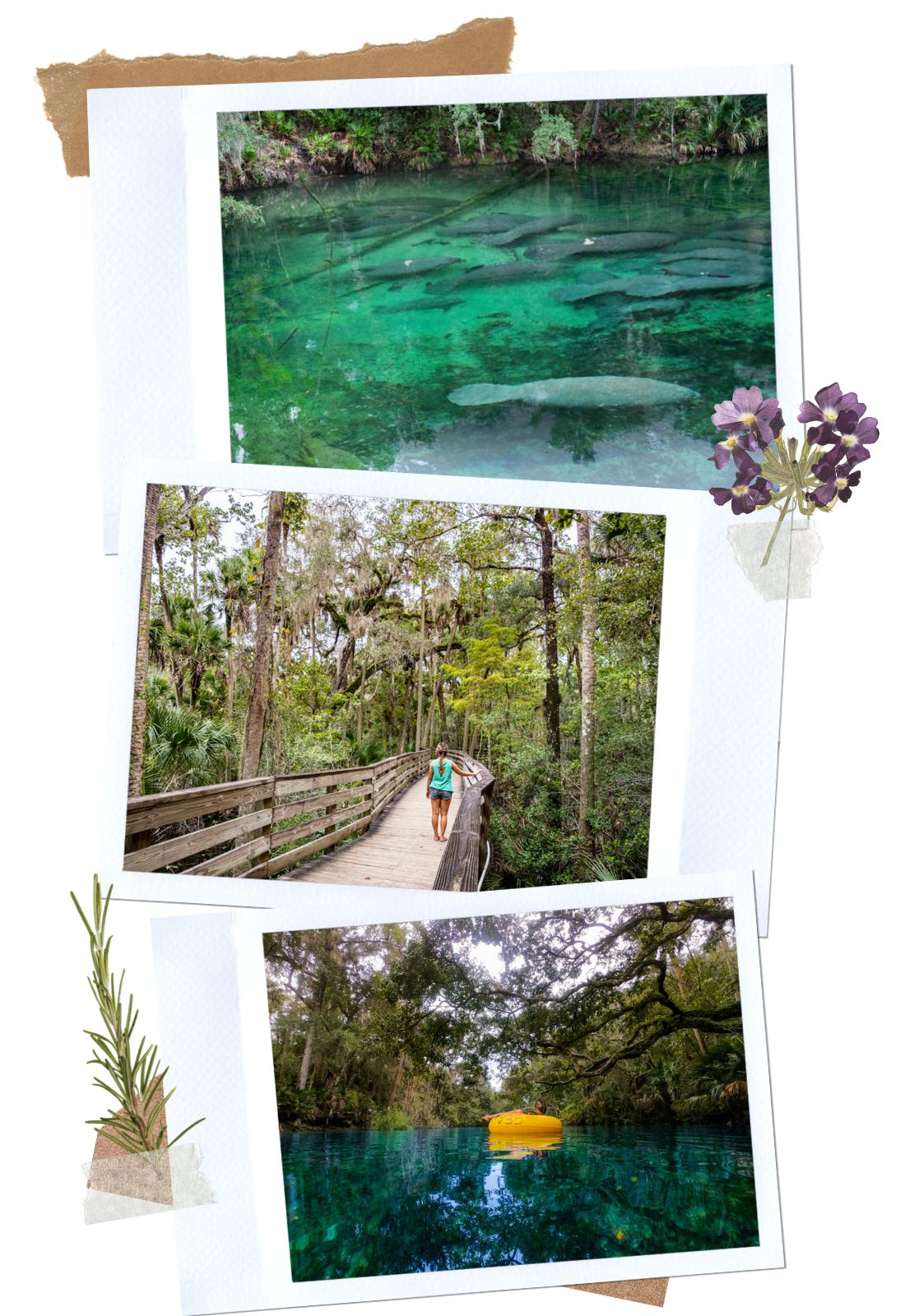 Blue Spring State Park - 7 Unique Things to Do Near Orlando That Aren't Theme Parks