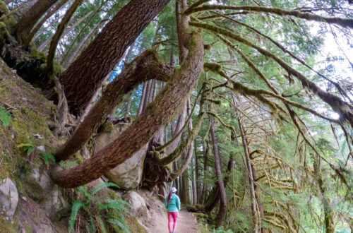 Quick Guide for Ancient Groves Nature Trail in Olympic NP, WA