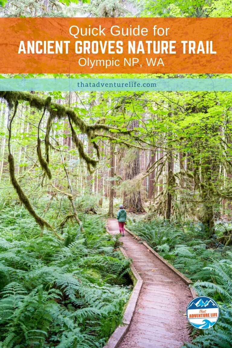 Quick Guide for Ancient Groves Nature Trail in Olympic NP, WA Pin 1