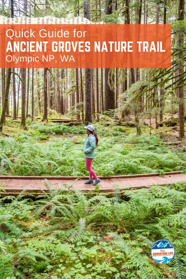 Quick Guide for Ancient Groves Nature Trail in Olympic NP, WA Pin 2