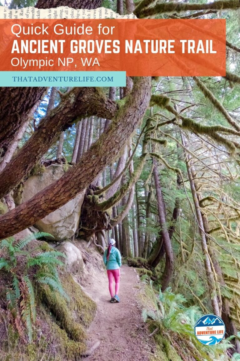 Quick Guide for Ancient Groves Nature Trail in Olympic NP, WA Pin 3