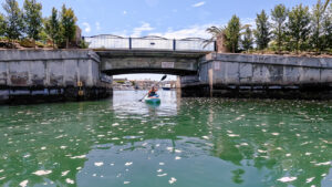 Newport Bay - One of the Best Kayaking Spots in Newport Beach, CA